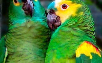 Pietro Harley, preso na Calvário, e seus dois papagaios apreendidos na Operação