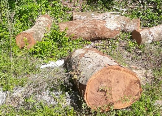 VÍDEO-Desmatamento, extração de madeira e a conexão com invasão de áreas em Mangabeira