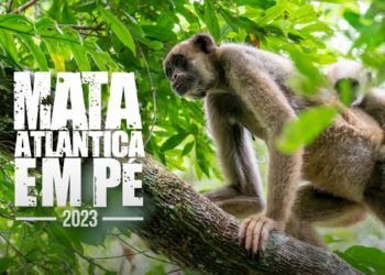 Operação “Mata Atlântica Em Pé” combate desmatamento e recupera áreas degradadas na Paraíba
