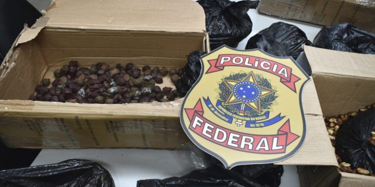 PF prende casal que recebeu caixa pelos Correios com 5,5 kg de drogas misturadas a castanhas