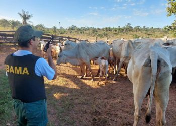 Operação da PF mira lavagem de dinheiro com movimentação de gado de terra indígena para frigoríficos