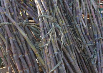 RENOVABIO – Na pauta do Senado, projeto que inclui produtor de cana-de-açúcar na receita de créditos de descarbonização