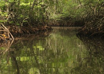 MP ingressa com ação para proibir Governo do Estado de lançar esgoto de presídio em área de mangue em João Pessoa