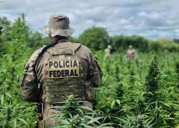 Operação da PF destrói 134 mil pés de maconha, cujo plantio foi localizado por levantamento no Sertão de PE