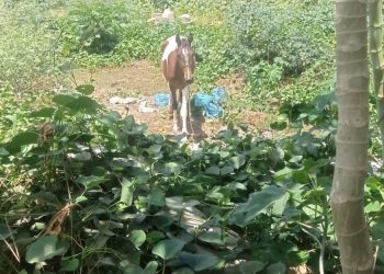 Polícia Civil prende suspeitos que utilizaram motos para furtar cavalo, e localizam o animal no Sertão