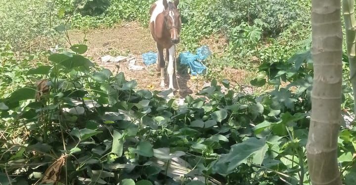 Polícia Civil prende suspeitos que utilizaram motos para furtar cavalo, e localizam o animal no Sertão