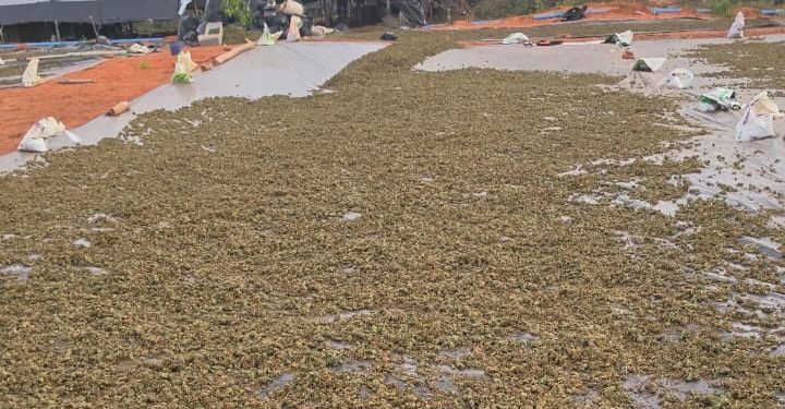 MP investiga caso em que Governo do Ceará anuncia operação em plantio de maconha, mas abandonou o local