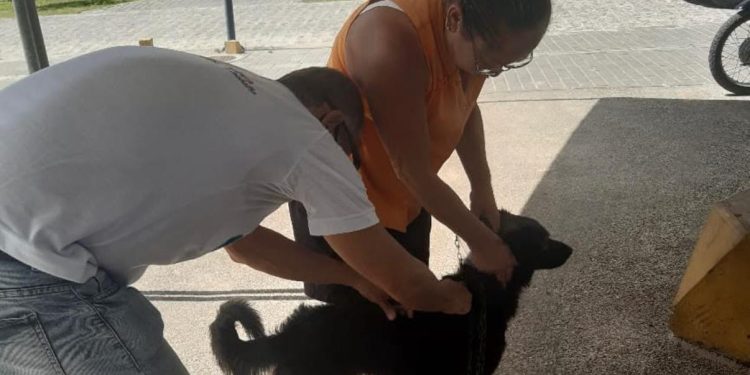 Conde inicia vacinação antirrábica com atendimento em bairros e comunidades até outubro