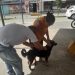 Conde inicia vacinação antirrábica com atendimento em bairros e comunidades até outubro