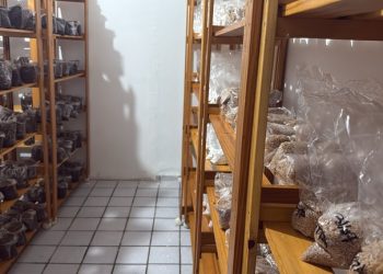 PF faz operação contra grupo criminoso atuante no tráfico de drogas