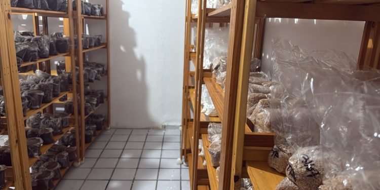 PF faz operação contra grupo criminoso atuante no tráfico de drogas