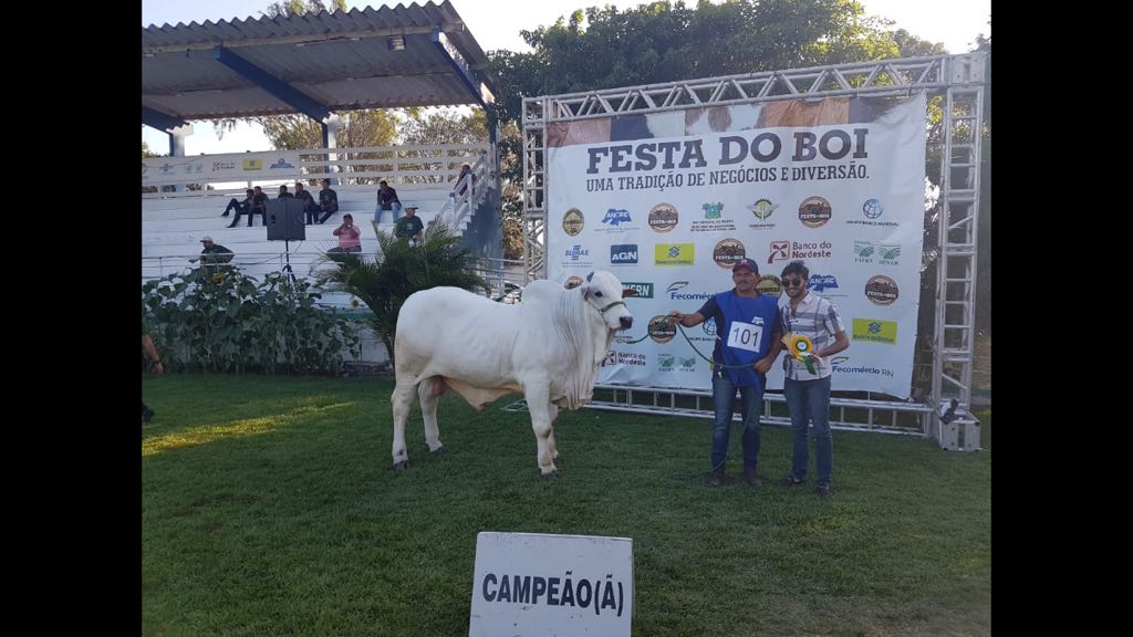 Garrote de Mari/PB, da raça Nelore é o grande campeão da Festa do Boi com animais de 6 estados do Nordeste