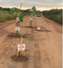 VEJA VÍDEO – Motoristas gravam imagens do caos em estrada de Paulista e população protesta plantando bananeiras nos buracos