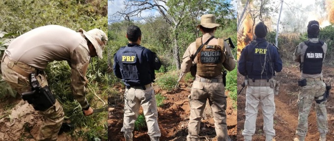Operação da PF destrói 146 mil pés de maconha, apreende carros roubados e 81 kg de maconha embalada, no Sertão de Pernambuco