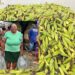 PEDRAS DE FOGO-Manoel Jr celebra doação de 25 mil espigas de milho e 11 toneladas de macaxeira e abacaxi