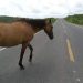 Justiça condena DER/PB a pagar indenização por morte de homem em acidente com animal em rodovia
