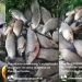 VÍDEOS- Pescadores na zona rural de Piancó comemoram “A multiplicação dos peixes” na Quaresma
