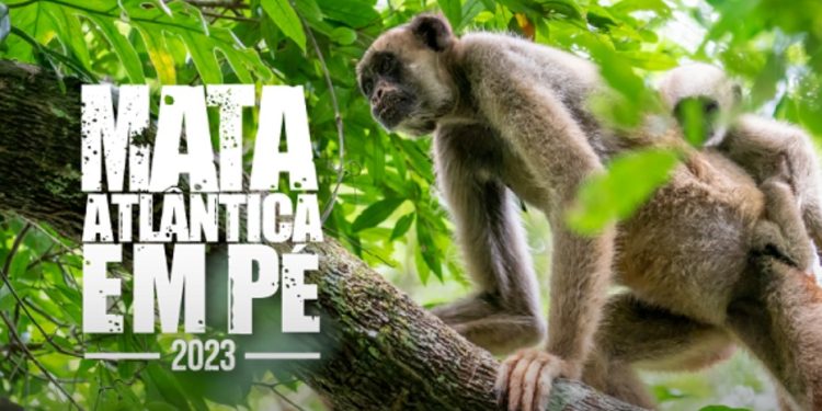 Operação “Mata Atlântica Em Pé” combate desmatamento e recupera áreas degradadas na Paraíba