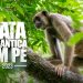 Operação “Mata Atlântica Em Pé” combate desmatamento e recupera áreas degradadas na Paraíba