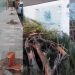 VÍDEO- Moradores denunciam corte de árvores na calçada de condomínio de luxo em praia de Cabedelo