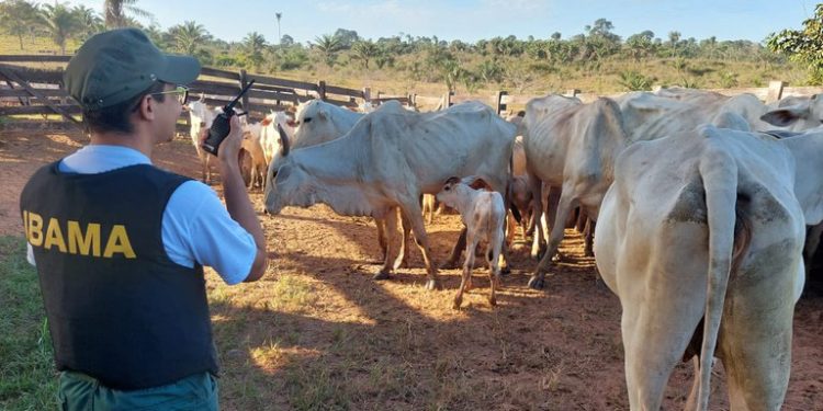 Operação da PF mira lavagem de dinheiro com movimentação de gado de terra indígena para frigoríficos