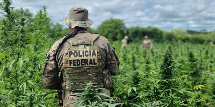 Operação da PF destrói 134 mil pés de maconha, cujo plantio foi localizado por levantamento no Sertão de PE