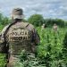 Operação da PF destrói 134 mil pés de maconha, cujo plantio foi localizado por levantamento no Sertão de PE