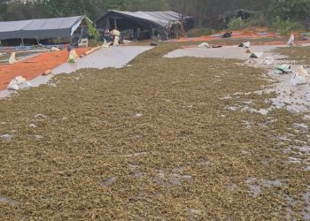MP investiga caso em que Governo do Ceará anuncia operação em plantio de maconha, mas abandonou o local