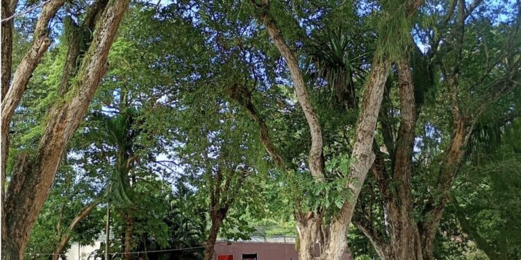 Parque Arruda Câmara abre ao público no feriado do Dia da Independência do Brasil