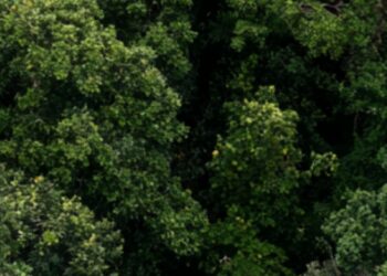 MPPB adota medidas cautelares para prevenir possível dano à Mata Atlântica em empreendimento de Bananeiras